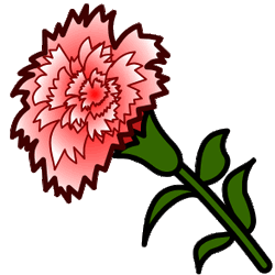 a pink carnation on a stem.